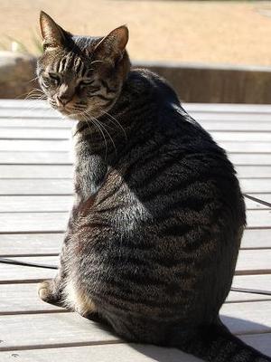 ベストショット
